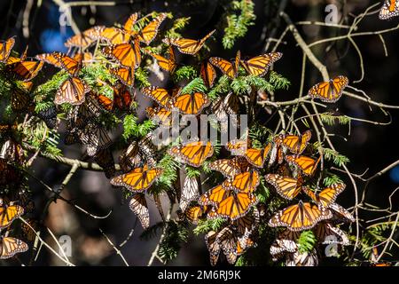 Millionen von Schmetterlingen bedecken Bäume im UNESCO-Weltkulturerbe Monarch Butterfly Biosphere Reserve, El Rosario, Michoacan, Mexiko Stockfoto