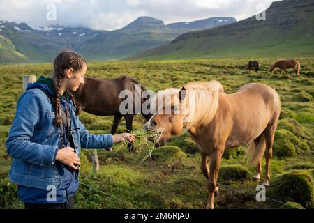 Die Fütterung isländischer Pferde auf der Pferdefarm Berg in Island Stockfoto