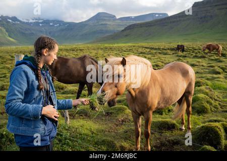 Die Fütterung isländischer Pferde auf der Pferdefarm Berg in Island Stockfoto