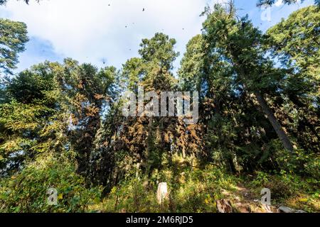 Millionen von Schmetterlingen bedecken Bäume im UNESCO-Weltkulturerbe Monarch Butterfly Biosphere Reserve, El Rosario, Michoacan, Mexiko Stockfoto