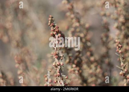 Roter blühender, rassistischer, jüdischer Kopf blüht Artemisia californica, Asteraceae, einheimischer Strauß in den Santa Monica Bergen, Winter. Stockfoto