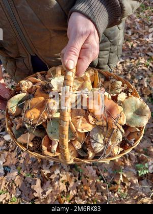 Camelina-Pilze in einem Korb in der Hand einer Frau. Pilzpflücken im Herbst Stockfoto