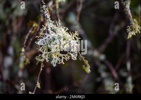 Nahaufnahme von Lichen, die neben Moos und Algen natürlich auf einem Ast wachsen Stockfoto