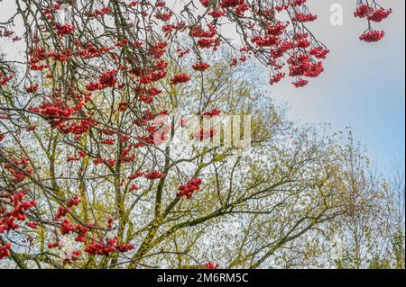 Pyracantha Coccinea oder Rote Säule gefüllt mit Früchten mit Bäumen im Hintergrund Stockfoto