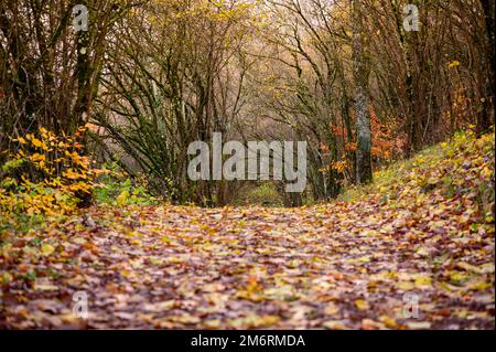 Wanderweg mit Herbstblättern und kleinen Bäumen, die einen Tunnel bilden Stockfoto
