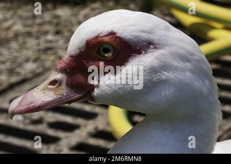 Gans in einem Mollo Parc in catalunya spanien Stockfoto