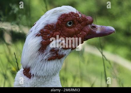 Gans in einem Mollo Parc in catalunya spanien Stockfoto