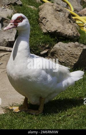 Gans in einem Mollo Parc in catalunya spanien Stockfoto