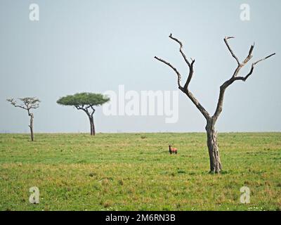 Single Lone Topi (Damaliscus lunatus jimela)in den Tiefen von Masai Mara Conservancy, Kenia, Afrika, verkleinert von 3 wohlverteilten, ikonischen Bäumen unterschiedlicher Gesundheit Stockfoto