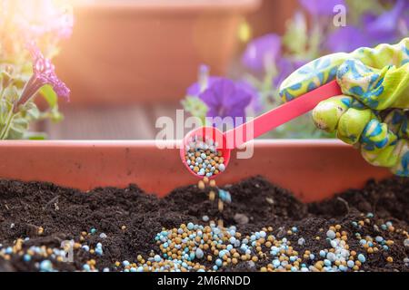 Dünger für Blumen. Der Vorgang der Fütterung von Blüten vor dem Anpflanzen in Blumentöpfen. Die Hand einer Nahaufnahme streut den Boden mit Dünger Stockfoto