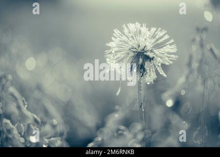 Verwelkter Löwenzahn (Taraxacum sect. Ruderalia) (vormals Taraxacum officinale L.) mit Tautropfen in schwarzem Weiß, Mindelheim, Unterallgaeu, Schwäbien Stockfoto
