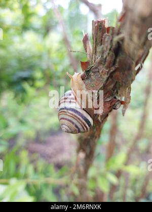 Gartenschnecke (Cornu aspersum) krabbelt auf einem Zweig und Blatt Johannisbeere. Schnecken auf dem Land der Familie. Stockfoto