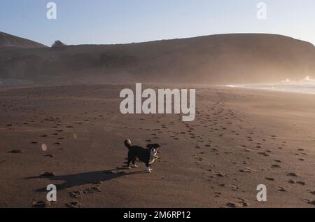 Hunde spielen am Strand Stockfoto