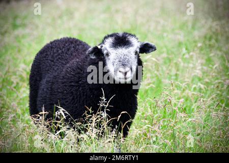 Schwarzes Herdwick Lamb mit weißem Gesicht Stockfoto