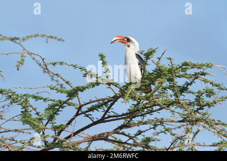 Von der Decken-Hornvogel (Tockus deckeni), männlicher Erwachsener Stockfoto