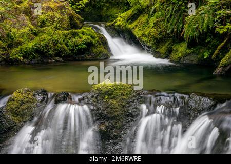 WA20849-00..... WASHINGTON - Cascade Creek Falls im Quinault Valley, Olympic National Forest. Stockfoto