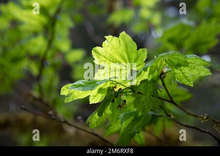 WA20865-00....WASHINGTON - Ahornblätter im Frühling. Hoh Rainforest, Olympic-Nationalpark. Stockfoto