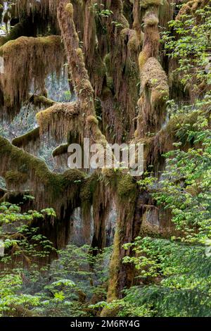 WA20874-00..... WASHINGTON - Moss bedeckte Bäume im Hoh Rainforest, Olympic National Park. Stockfoto