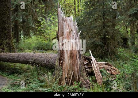 WA20876-00..... WASHINGTON - umgestürzter Baum im Hoh Rainforest, Olympic National Park. Stockfoto