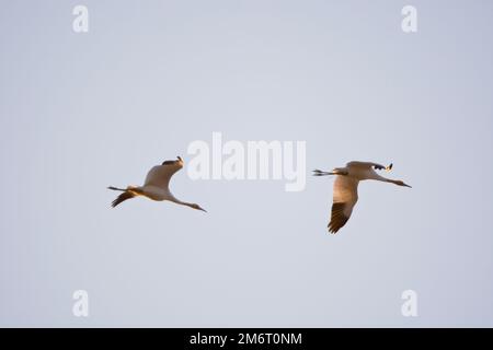 00881-00312 Whooping Cranes (Grus americana) im Flug, Effingham Co, IL Stockfoto