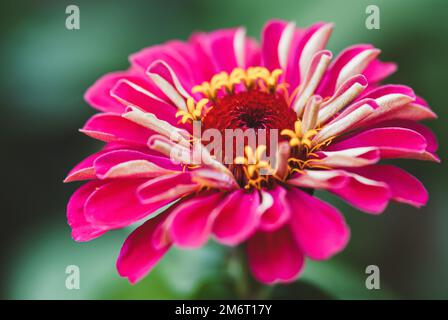 Einzelne Zinnia Blume in der Nähe des Gartens, Zinnia elegans blühen Stockfoto