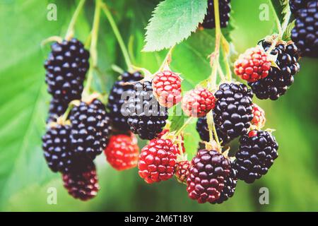 BlackBerry Pflanzen im Garten, reife Brombeeren auf Zweigen, Brombeeren wachsen im Sommer Stockfoto