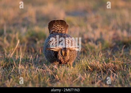 00842-05505 Greater Prairie-Chicken (Tympanuchus cupido) Männchen, der auf der LEU Prairie Ridge State Natural Area, Marion Co., präsentiert/blüht IL Stockfoto