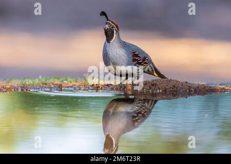 00847-00319 Gambel's Wachtel (Callipepla gambelii) männlich in Water Pima County, AZ Stockfoto