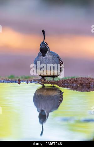 00847-00507 Gambel's Wachtel (Callipepla gambelii) männlich in Water Pima County, AZ Stockfoto