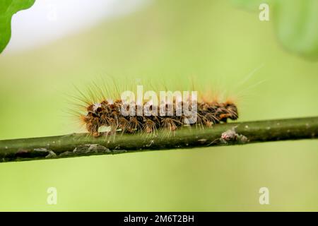 Die Raupe eines Goldnachts, Schmetterling auf einer Pflanze. Stockfoto