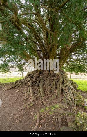 Die Waverley Abbey Eibe, ein alter Eibenbaum, wurde 2022 zum Baum des Jahres in Surrey, England, gewählt Stockfoto