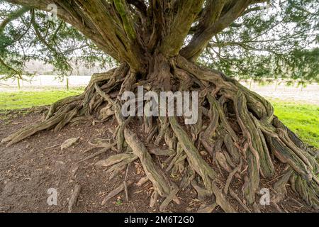 Die Waverley Abbey Eibe, ein alter Eibenbaum, wurde 2022 zum Baum des Jahres in Surrey, England, gewählt Stockfoto