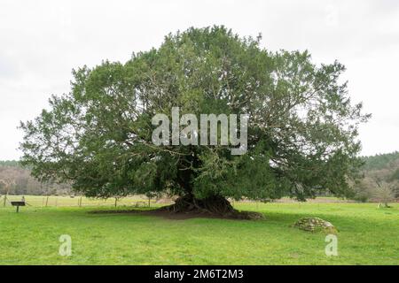 Die Waverley Abbey Eibe, ein alter Eibenbaum, wurde 2022 zum Baum des Jahres in Surrey, England, gewählt Stockfoto