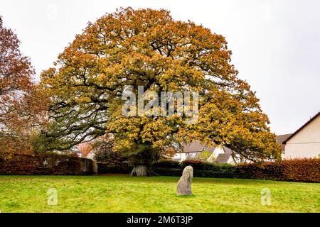 Herrlicher Eichenbaum mit Herbstfarben im Oak Tree Park, Sticklepath Village, nahe Okehampton, Devon, Großbritannien. Stockfoto
