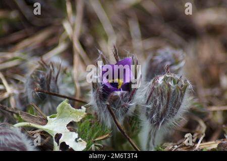 Die Blume der gewöhnlichen Kuhglocke öffnet sich Stockfoto