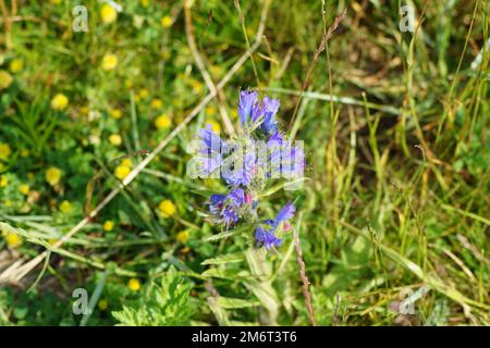 Die Blüten des Wiesenvipers Echium vulgare Stockfoto