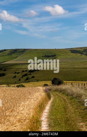 An einem sonnigen Sommertag in den South Downs entlang des Ackerlands Stockfoto