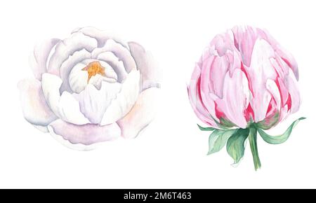 Set aus weißen und pinkfarbenen Pfingstrosen. Handgezeichnete botanische Darstellung isoliert auf weißem Hintergrund. Kann für Grußkarten und Blumensträuße verwendet werden Stockfoto