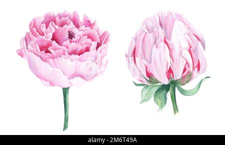 Pinkfarbene Pfingstrosen Set. Handgezeichnete botanische Darstellung in Aquarell, isoliert auf weißem Hintergrund. Kann für Grußkarten, Blumensträuße, Hochzeiten verwendet werden Stockfoto