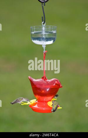 01162-12513 Ruby-throated Hummingbirds (Archilochus colubris) in Feeder mit Ameisenwache, Marion Co IL Stockfoto