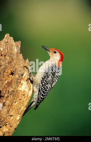 01196-02209 Rotbauchspecker ( Melanerpes carolinus) männlich auf totem Baum, Marion Co IL Stockfoto