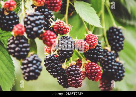 Brombeerfrucht wächst, Brombeeren am Ast reifen, Brombeerpflanze im Garten Stockfoto