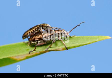 Reed Beetles (Donacia) männlich und weiblich auf einem Blatt Stockfoto