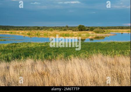 Weideland am Ufer des Flusses in Belarus Stockfoto