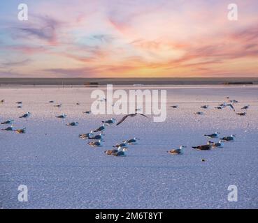 Möwen auf Sonnenuntergang Genitschesk rosa salzigen See, Ukraine Stockfoto