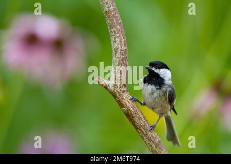 01299-03304 Carolina Chickadee (Poecile carolinensis) in Flower Garden, Marion Co., IL Stockfoto