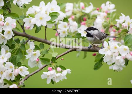 01299-03415 Carolina Chickadee (Poecile carolinensis) in Crabapple Tree (Malus sp.) Im Frühling Marion Co IL Stockfoto