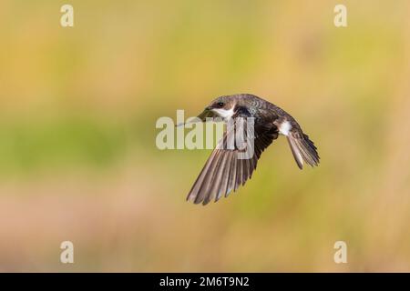 01272-01112 Tree Swallow (Tachycineta bicolor) weiblich im Flug Marion Co IL Stockfoto