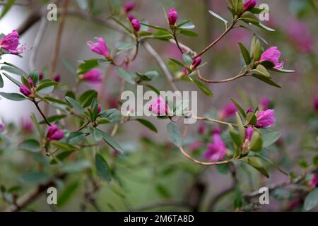 Rosa Rhododendron-Blume. Ein großer, blühender Busch im Garten. Blühende Büsche, Blumen, rote Rhododendrone; Stockfoto