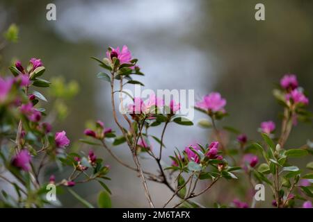 Ein großer, blühender Busch, Rhododendron. Viele rosa Blumen, Rhododendron, schöner Hintergrund. Rosa Blume blüht Stockfoto